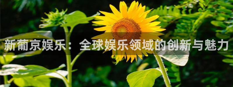 壹号平台下载安装官网